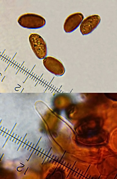 drobuľka vykasaná Psathyrella atrolaminata Kits van Wav.