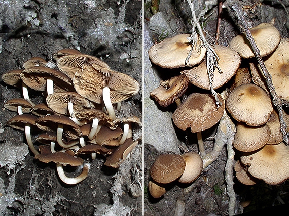 drobuľka Psathyrella sp.