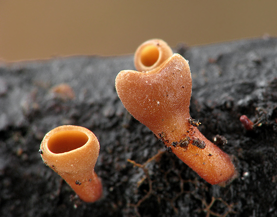 terčovka  Rutstroemia sp.