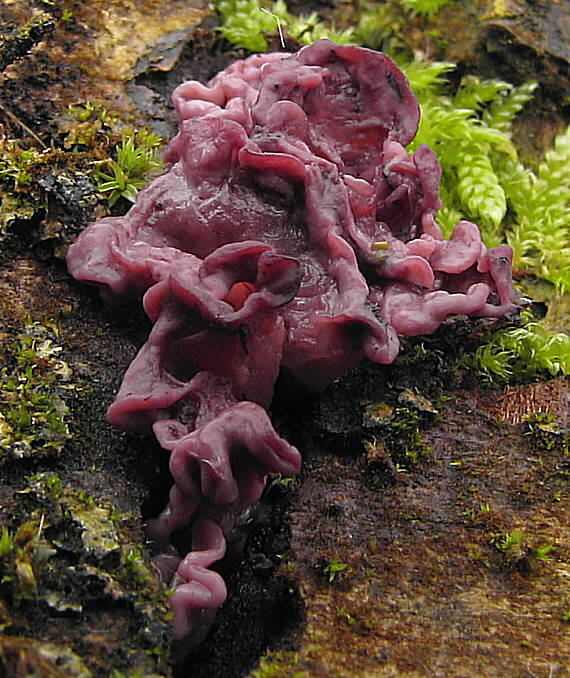 vrtidlovka Ascocoryne sp.