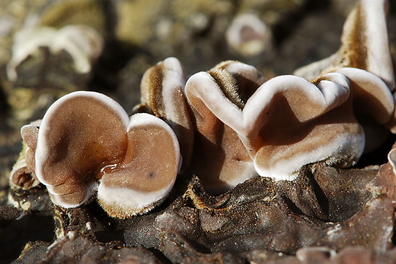 uchovka pásikavá Auricularia mesenterica (Dicks.) Pers.