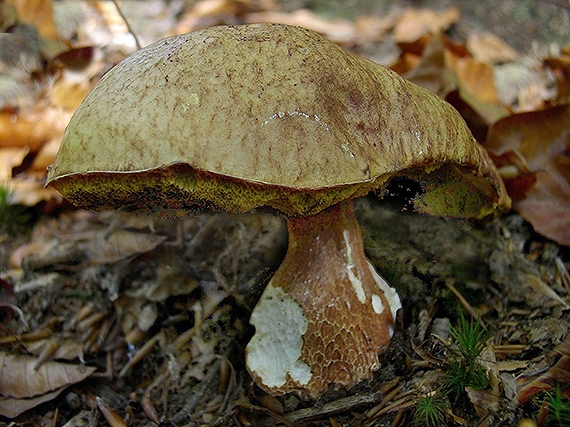 hříb Boletus sp.