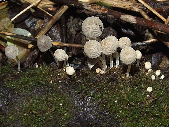 hnojník rozsiaty Coprinellus disseminatus (Pers.) J.E. Lange