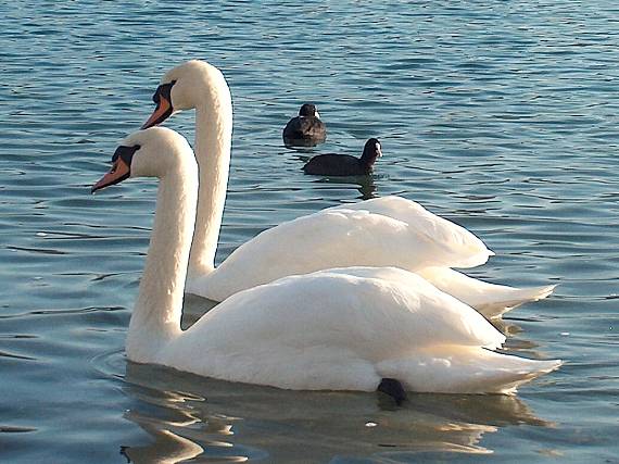 labuť veľká Cygnus olor