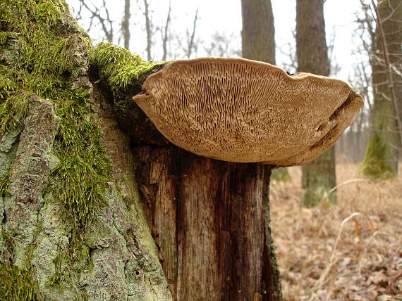 sieťkovec dubový - Síťkovec dubový Daedalea quercina (L.) Pers.