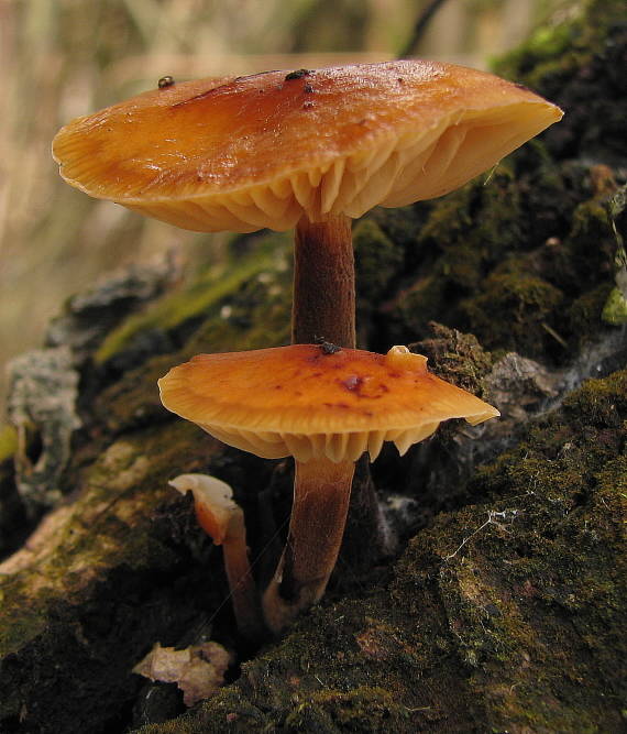 plamienka Flammulina sp.