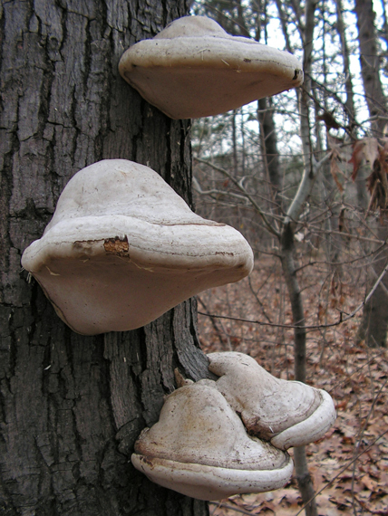 práchnovec kopytovitý Fomes fomentarius (L.) J.J. Kickx