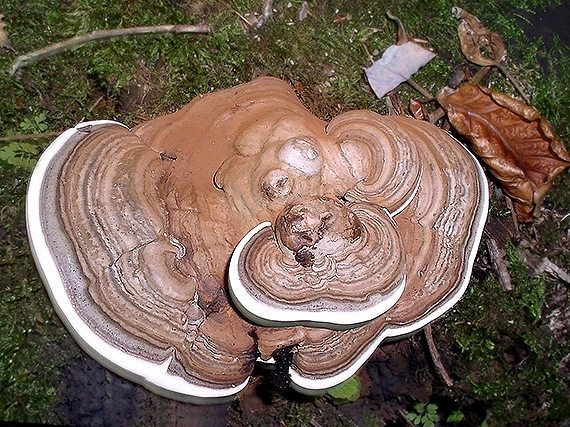 lesklokôrovka plochá Ganoderma applanatum (Pers.) Pat.