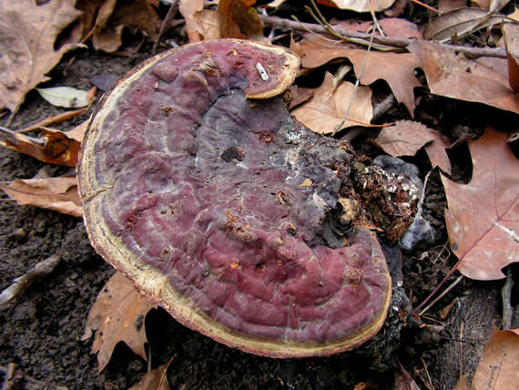 lesklokôrovka obyčajná Ganoderma lucidum (Curtis) P. Karst.