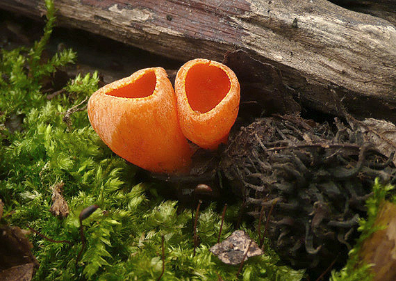 ohnivec šarlátový - oranžová forma Sarcoscypha coccinea (Gray) Boud.