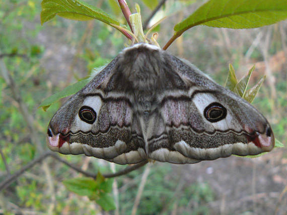 martináč habrový Saturnia pavonia