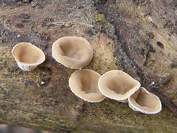 šklabka plstnatá Schizophyllum amplum (Lév.) Nakasone