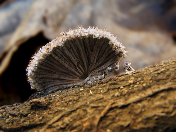 klanolupeňovka obyčajná Schizophyllum commune Fr.