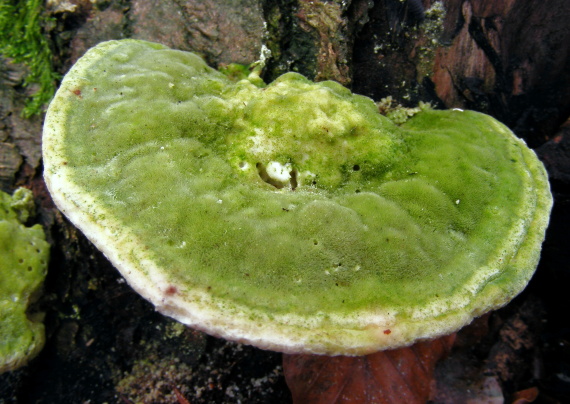 trúdnikovec hrbatý Trametes gibbosa (Pers.) Fr.