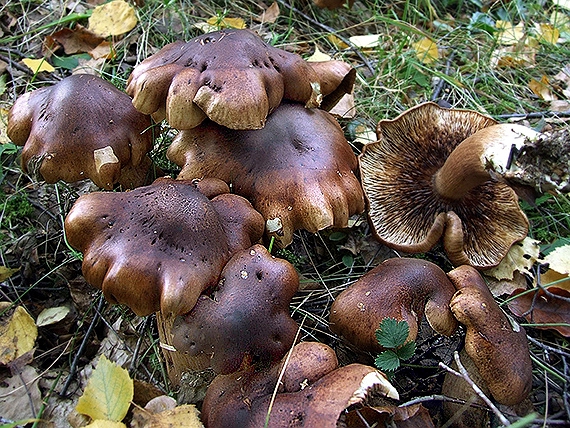 čírovka Tricholoma pseudonictitans Bon