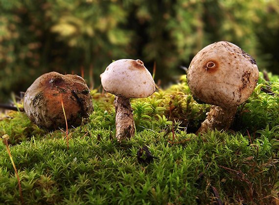 stopkovec zimný Tulostoma brumale Pers.