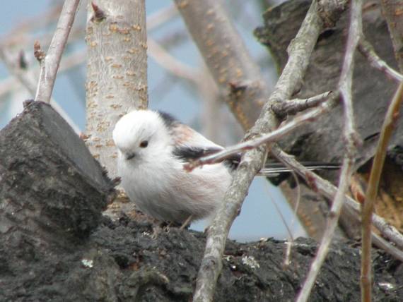 mlynárka dlhochvostá Aegithalos caudatus