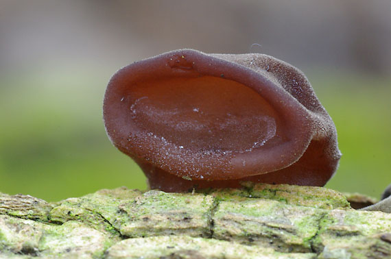 uchovec bazový - boltcovitka ucho Jidášovo Auricularia auricula-judae (Bull.) Quél.