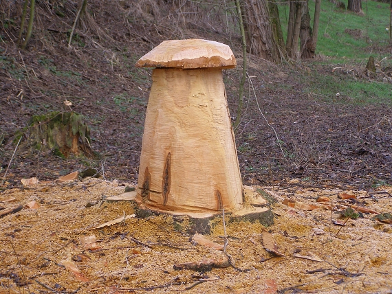 hríb drevený Boletus ligneus