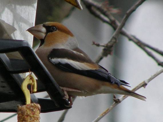 glezg hrubozobý Coccothraustes coccothraustes