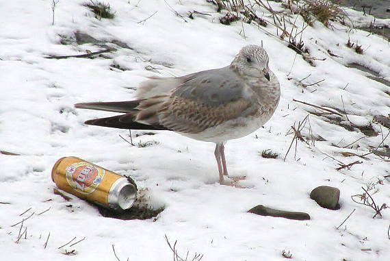 racek bouřní Larus canus