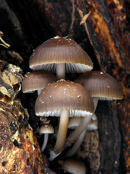 prilbička hnedosivá Mycena tintinnabulum (Paulet) Quél.