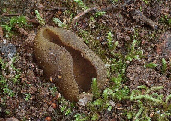 čiaška Peziza sp.