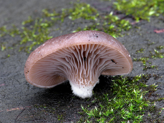 hliva ustricovitá Pleurotus ostreatus (Jacq.) P. Kumm.