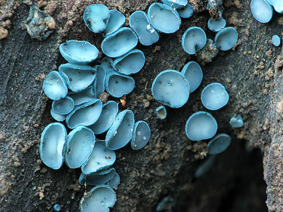 zelenica Chlorociboria sp.