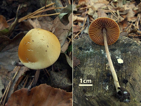 kapucňovec Conocybe sp.