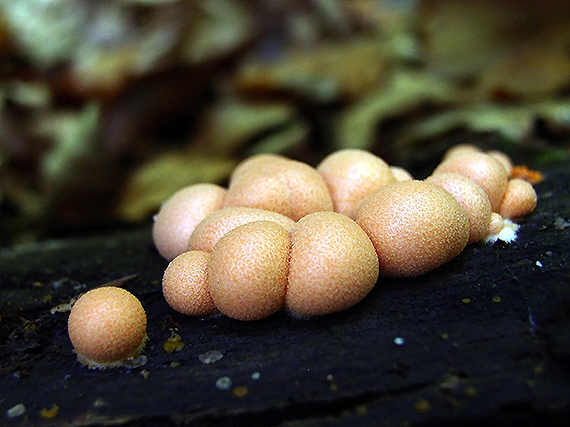 vlčinka červená Lycogala epidendrum (J.C. Buxb. ex L.) Fr.