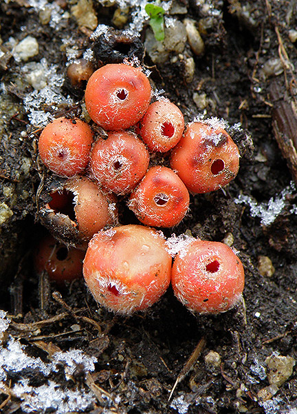 ohnivček zimný Microstoma protractum (Fr.) Kanouse