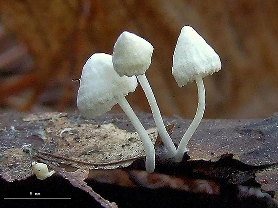 prilbička Mycena sp.