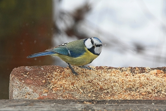 ďakujem, chutí. Parus caeruleus