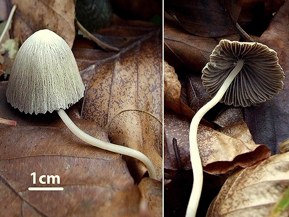 drobuľka Psathyrella sp.