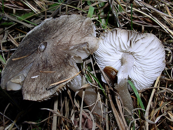 čírovka Tricholoma sp.