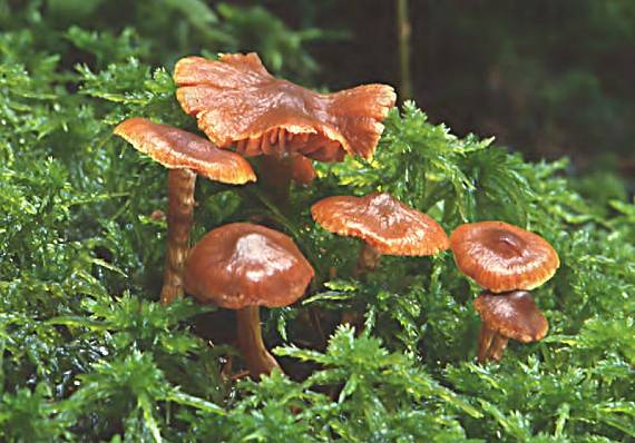 pavučinovec hrotitý Cortinarius croceoconus Fr.