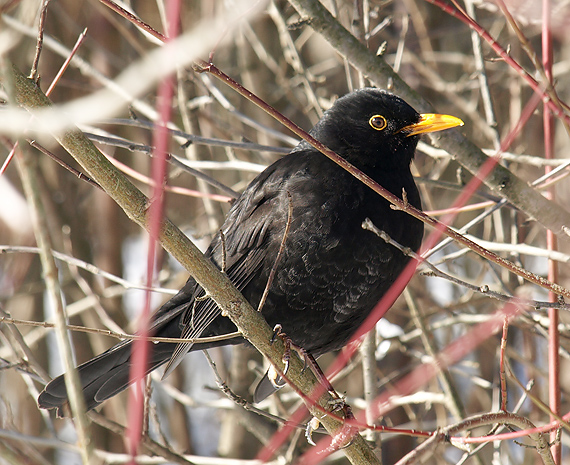 drozd čierny Turdus merula