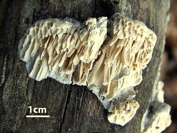 trúdnikovček polorozliaty Antrodia cf. variiformis (Peck) Donk