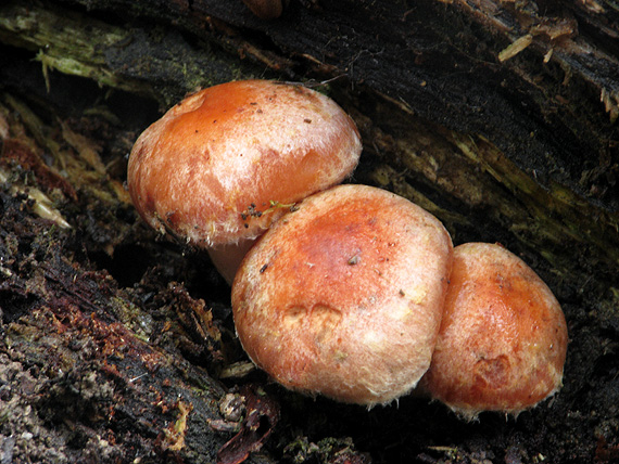 strapcovka tehlovočervená Hypholoma lateritium (Schaeff.) P. Kumm.