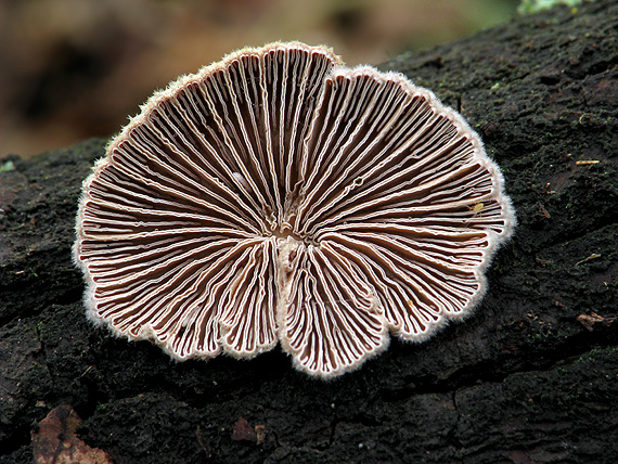 klanolupeňovka obyčajná Schizophyllum commune Fr.