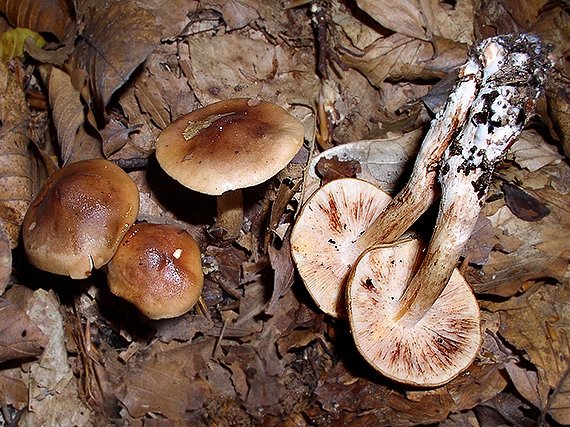 čírovka gaštanovohnedá Tricholoma ustale (Fr.) P. Kumm.