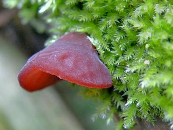 uchovec bazový Auricularia auricula-judae (Bull.) Quél.