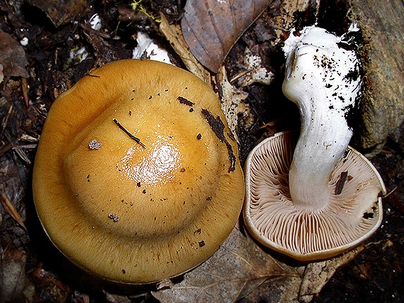 pavučinovec žlčový Cortinarius vibratilis (Fr.) Fr.