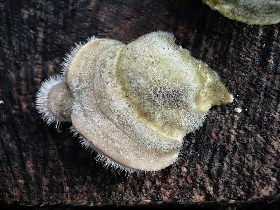 trúdnikovec chlpatý Trametes hirsuta (Wulfen) Lloyd