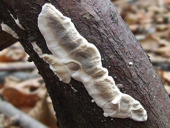 sivopórovka tmavá Bjerkandera adusta (Willd.) P. Karst.