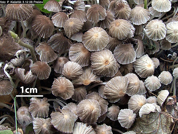 hnojník rozsiaty Coprinellus disseminatus (Pers.) J.E. Lange