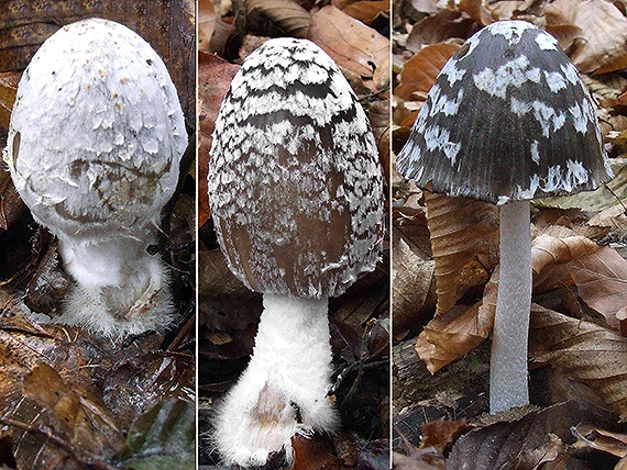 hnojník strakatý Coprinopsis picacea (Bull.) Redhead, Vilgalys & Moncalvo