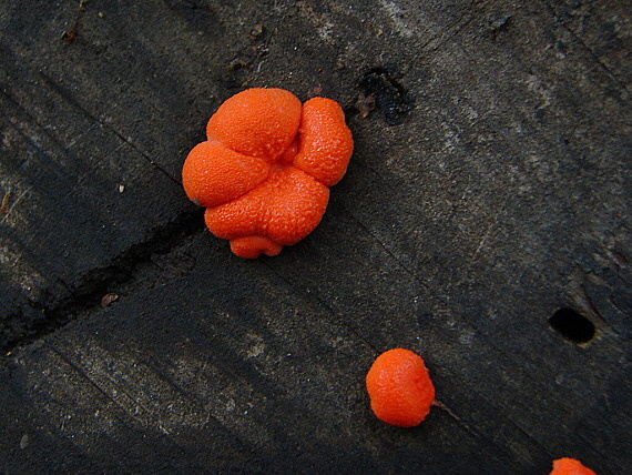 vlčinka oranžová - Vlčí mléko oranžové  Lycogala terrestre Fr.