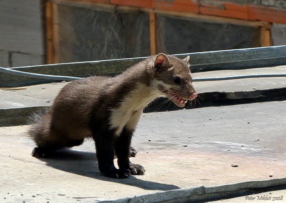 kuna skalná Martes foina